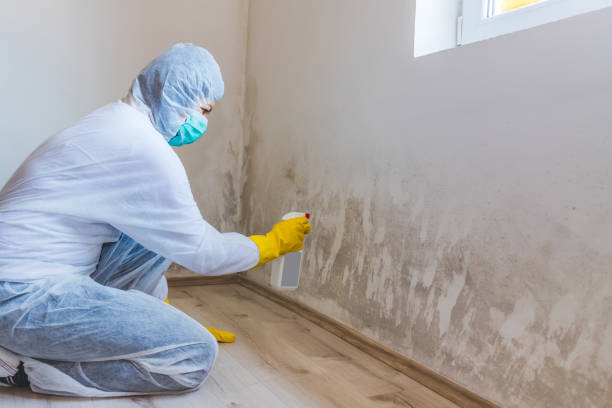 Mold Removal and Inspection in Bluff City, TN