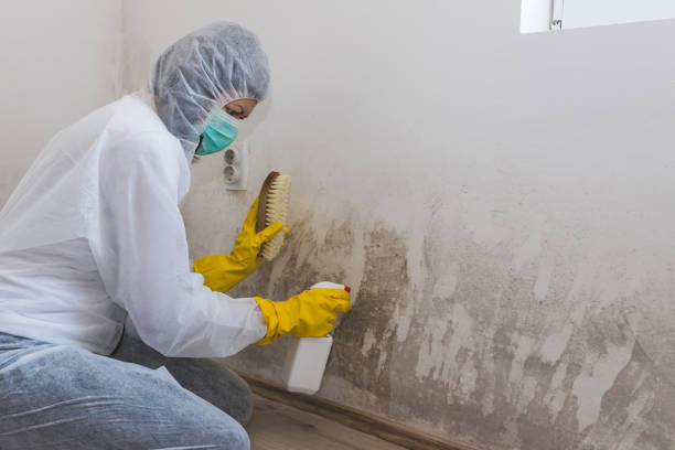 Bluff City, TN Mold Removal Company