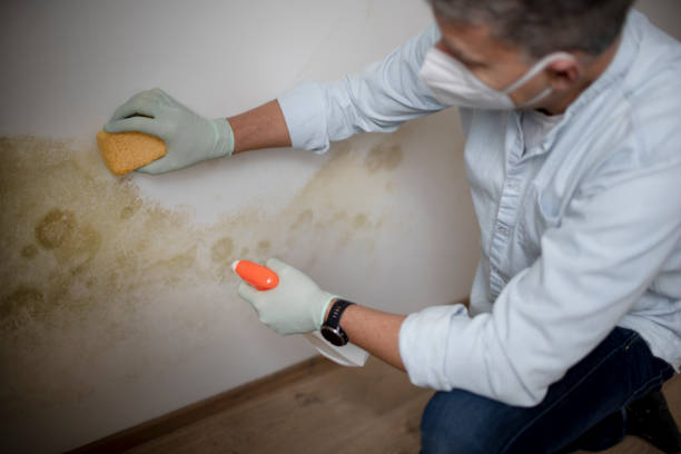 Best Office Mold Removal Services  in Bluff City, TN