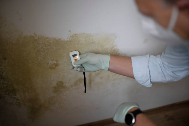 Best Commercial Mold Removal  in Bluff City, TN