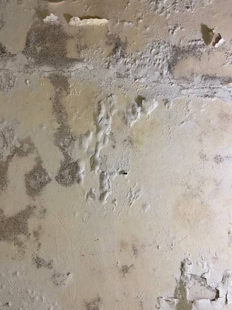 Best Mold Removal Near Me  in Bluff City, TN