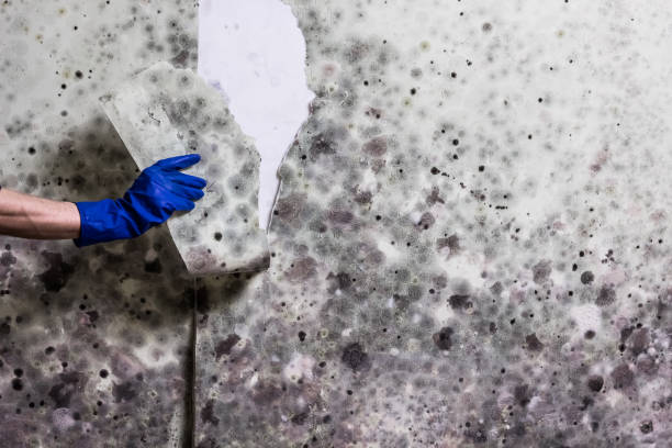Crawl Space Mold Removal in Bluff City, TN