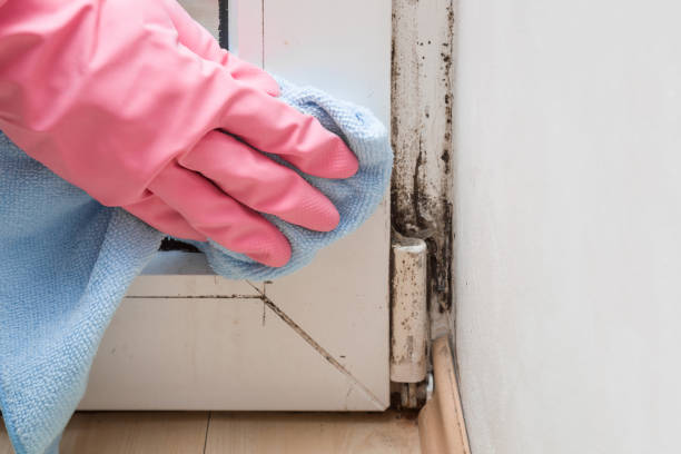 Best Mold Remediation Services  in Bluff City, TN